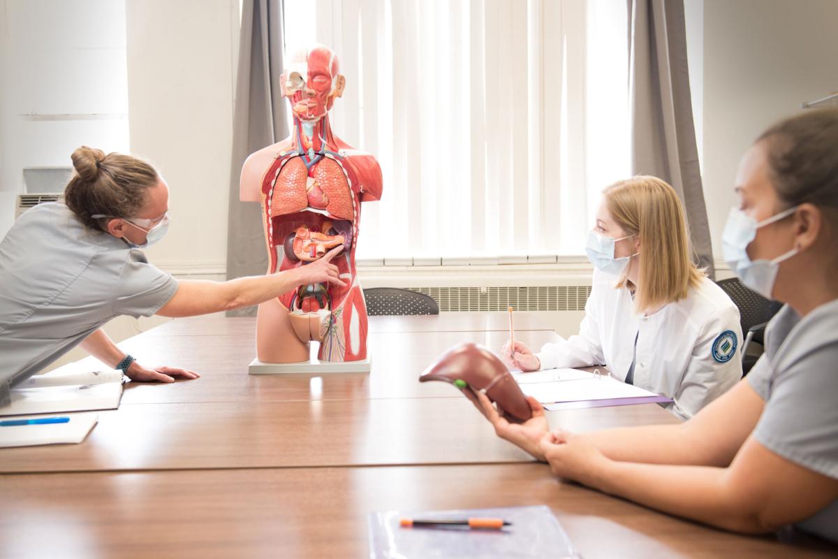 Sonography students studying with an anatomy model