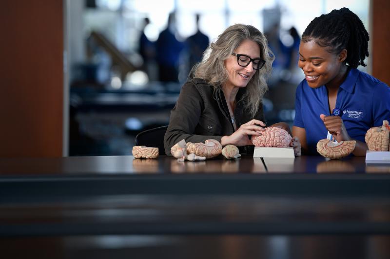 A student and faculty member examine a model brain
