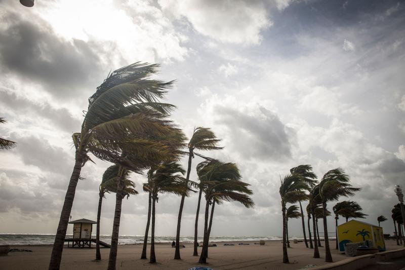 Palm trees blowing in the wind