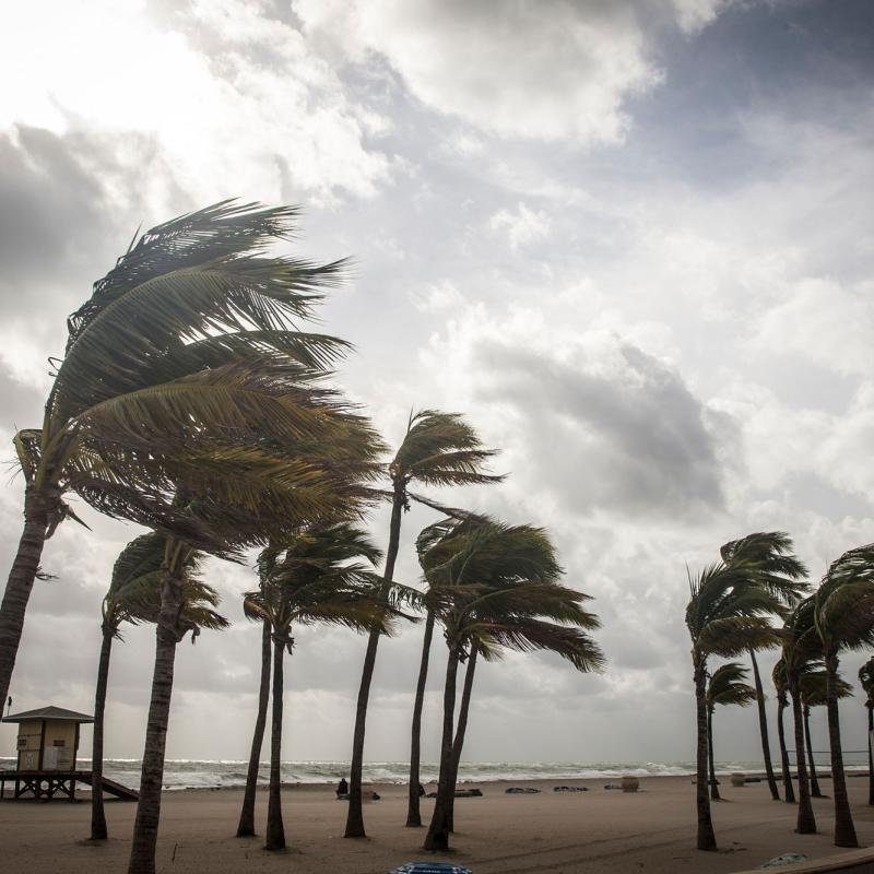 Palm trees blowing in the wind