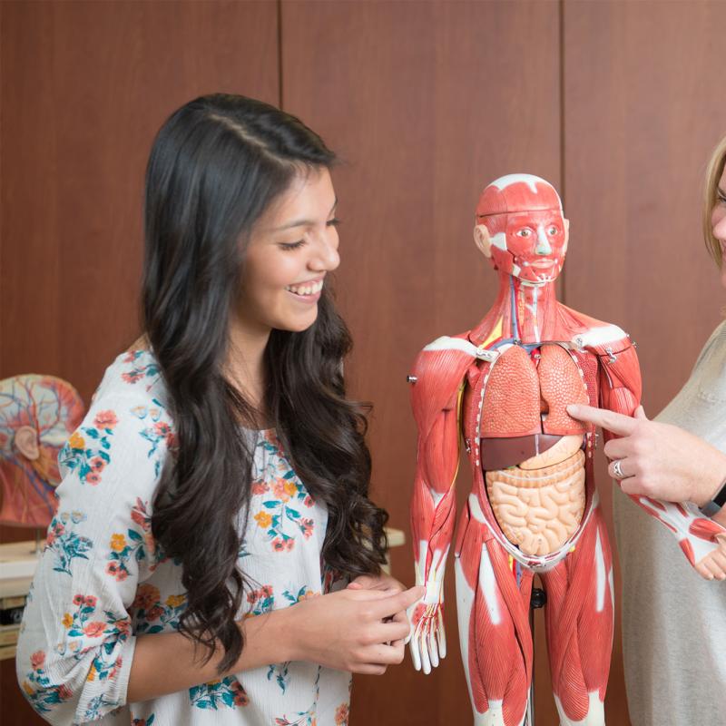 A female professor teaching a female student using an anatomy model
