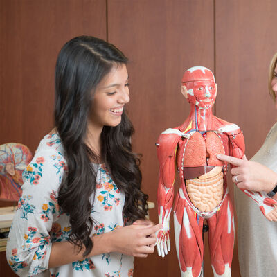 A female professor teaching a female student using an anatomy model